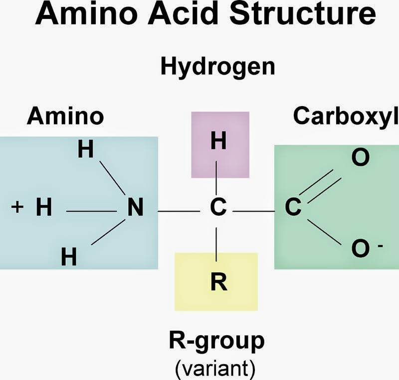 amino-axit-1