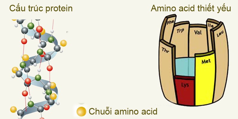 amino-axit-3