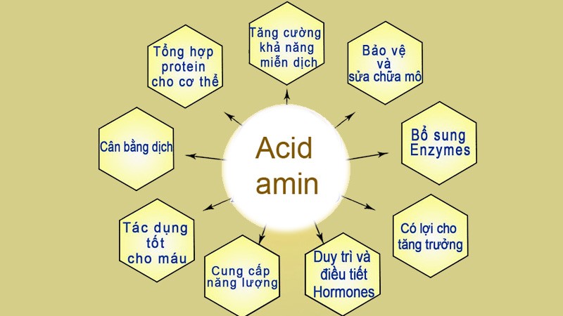amino-axit-5