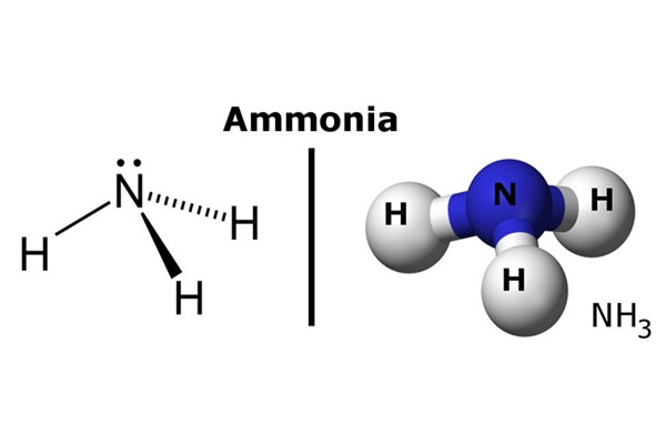 amoniac-long
